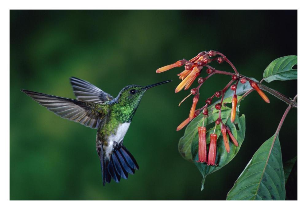Snowy-Bellied Hummingbird Male, Flying Near Firebush Flowers Cloud Forest, Costa Rica-Paper Art-32X22