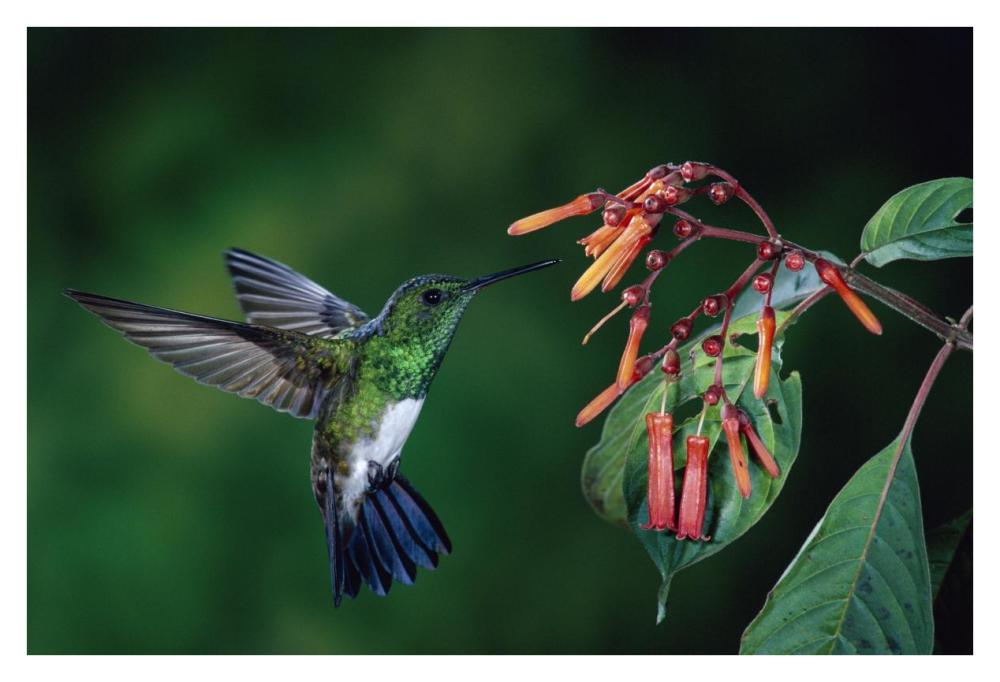 Snowy-Bellied Hummingbird Male, Flying Near Firebush Flowers Cloud Forest, Costa Rica-Paper Art-38X26