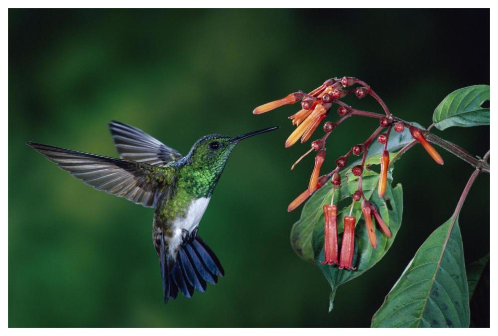 Snowy-Bellied Hummingbird Male, Flying Near Firebush Flowers Cloud Forest, Costa Rica-Paper Art-62X42