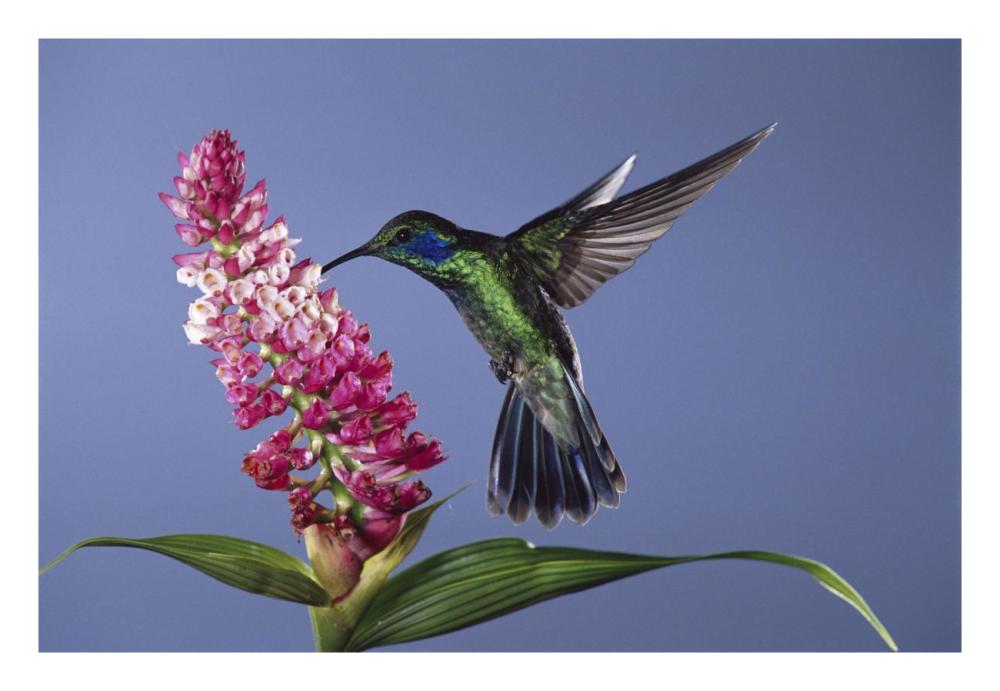 Green Violet-Ear Feeding, Pollinating Epiphytic Orchid Flower, Cloud Forest Ecosystem, Costa Rica-Paper Art-26X18