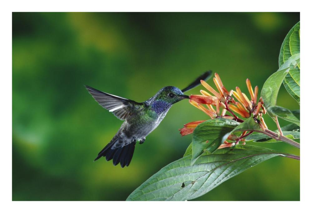 Blue-Chested Hummingbird Albino Male Feeding At And Pollinating Flowers Lowland Rainforest, Costa Rica-Paper Art-26X18