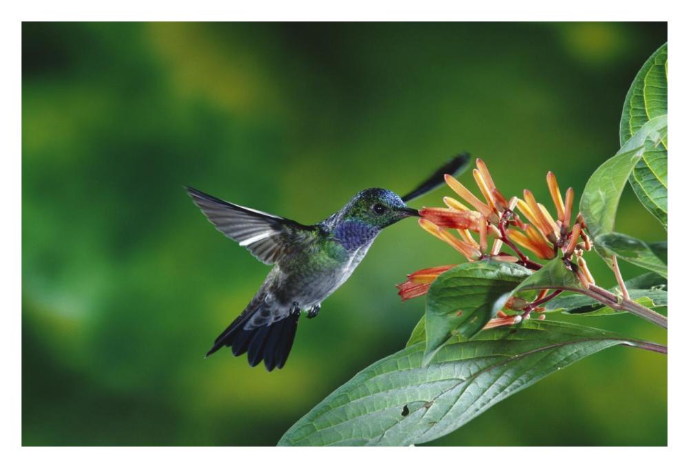 Blue-Chested Hummingbird Albino Male Feeding At And Pollinating Flowers Lowland Rainforest, Costa Rica-Paper Art-32X22