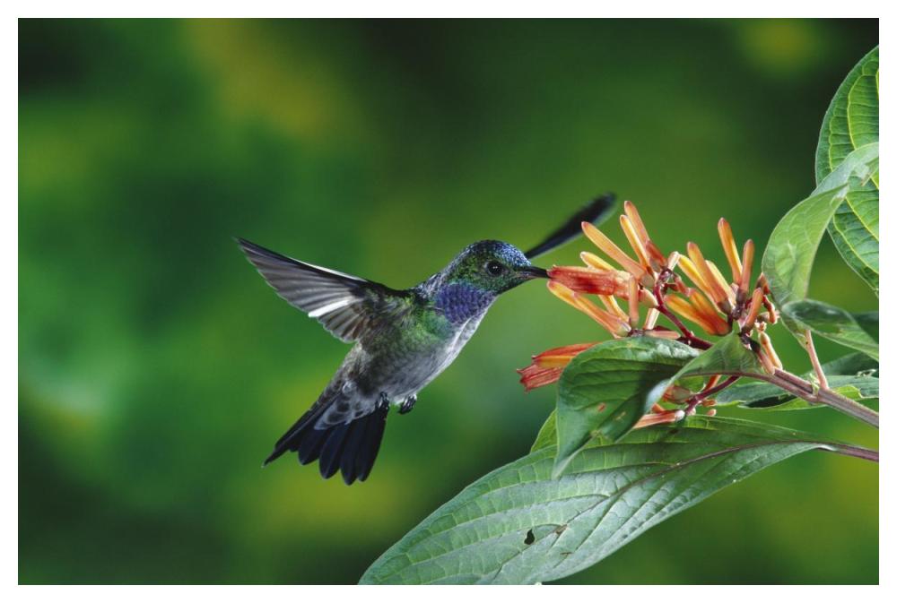 Blue-Chested Hummingbird Albino Male Feeding At And Pollinating Flowers Lowland Rainforest, Costa Rica-Paper Art-50X34