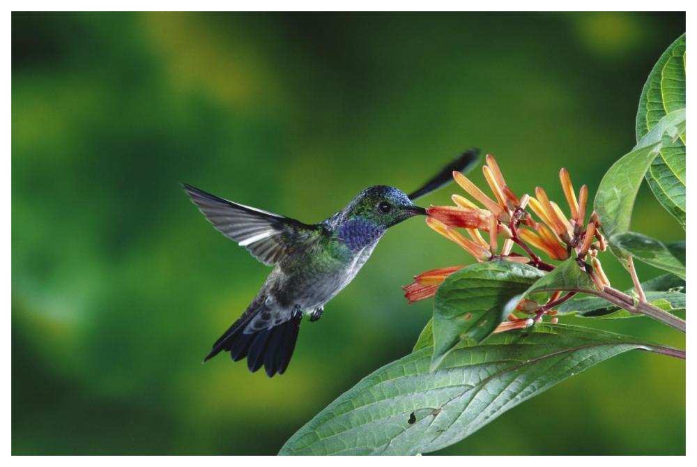 Blue-Chested Hummingbird Albino Male Feeding At And Pollinating Flowers Lowland Rainforest, Costa Rica-Paper Art-62X42