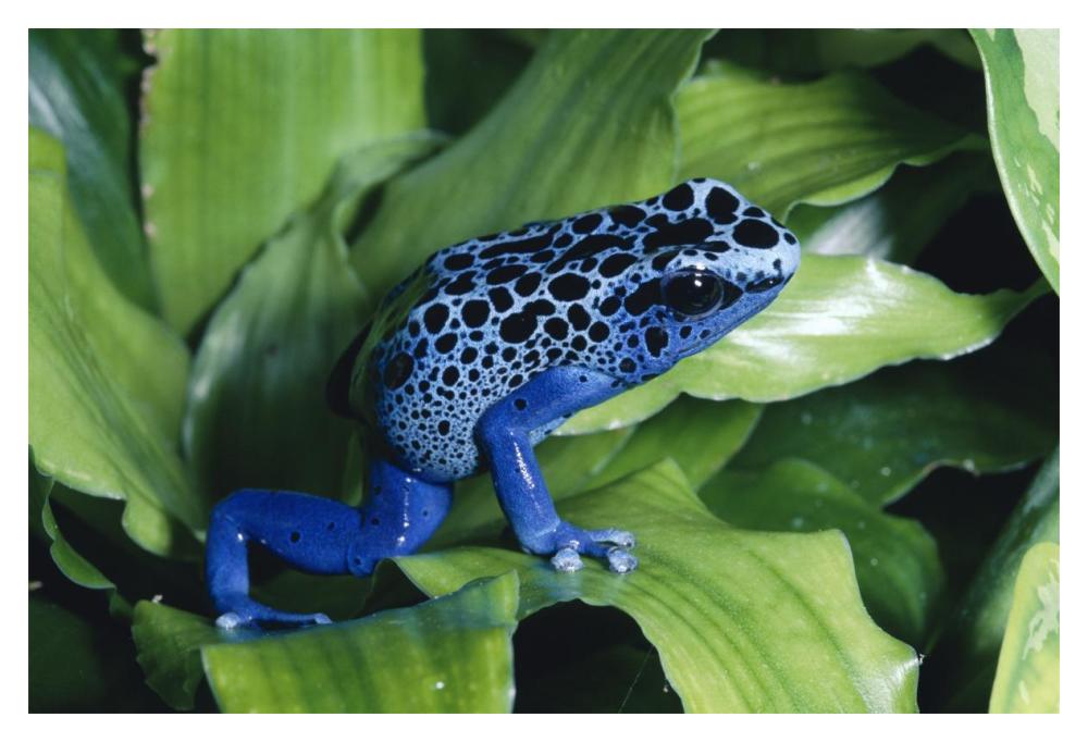 Blue Poison Dart Frog Very Tiny Frog Used By Indian Tribes To Poison Tips Of Arrows, Native To South America-Paper Art-20X14
