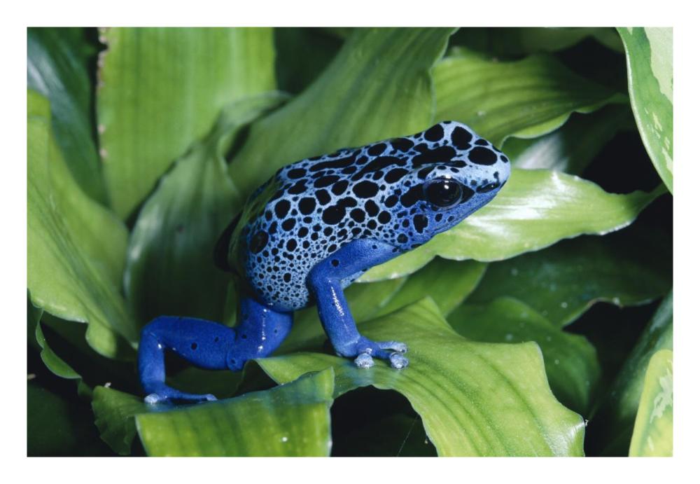 Blue Poison Dart Frog Very Tiny Frog Used By Indian Tribes To Poison Tips Of Arrows, Native To South America-Paper Art-26X18