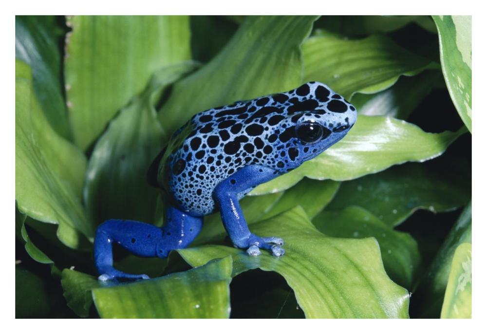 Blue Poison Dart Frog Very Tiny Frog Used By Indian Tribes To Poison Tips Of Arrows, Native To South America-Paper Art-32X22