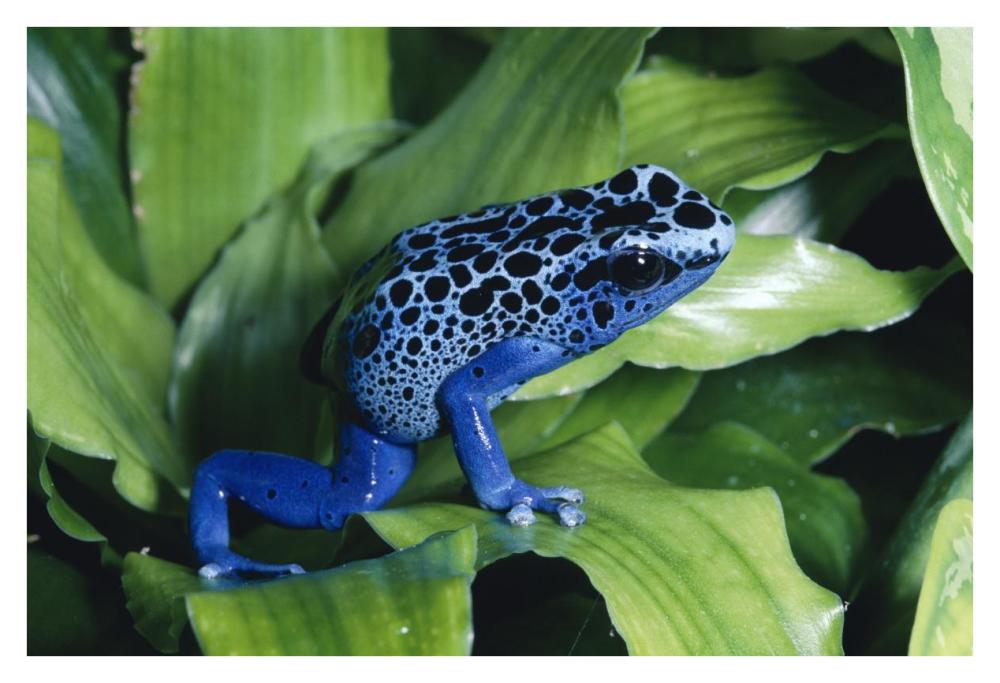 Blue Poison Dart Frog Very Tiny Frog Used By Indian Tribes To Poison Tips Of Arrows, Native To South America-Paper Art-38X26