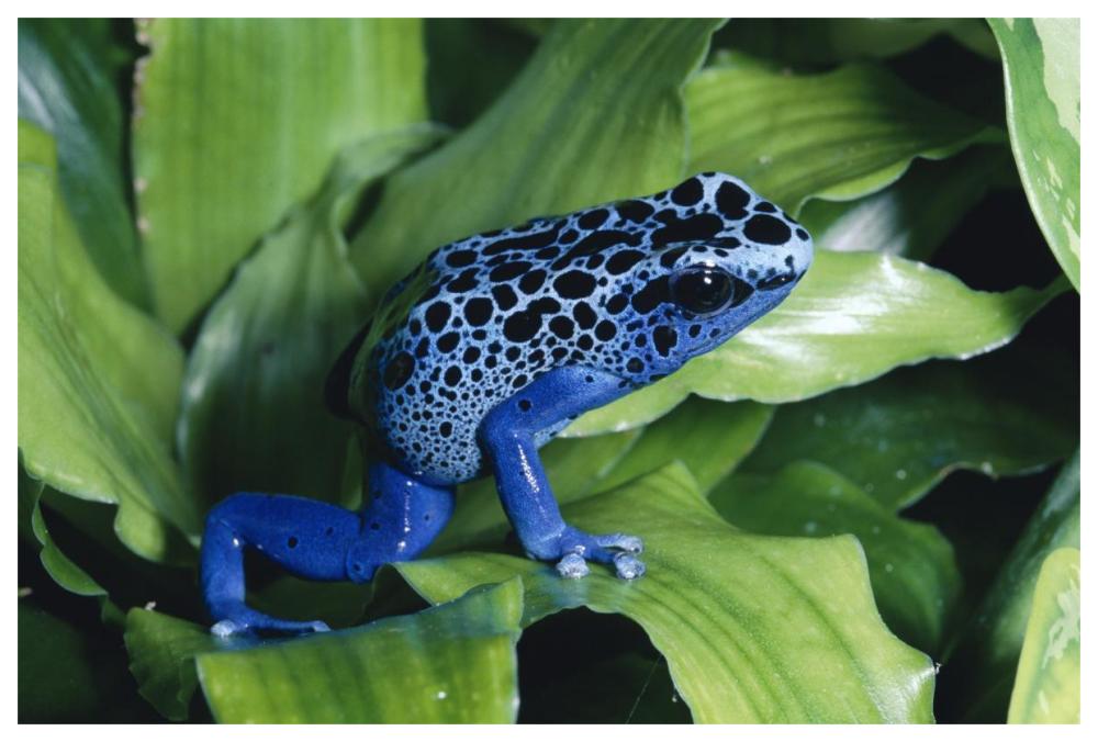 Blue Poison Dart Frog Very Tiny Frog Used By Indian Tribes To Poison Tips Of Arrows, Native To South America-Paper Art-62X42
