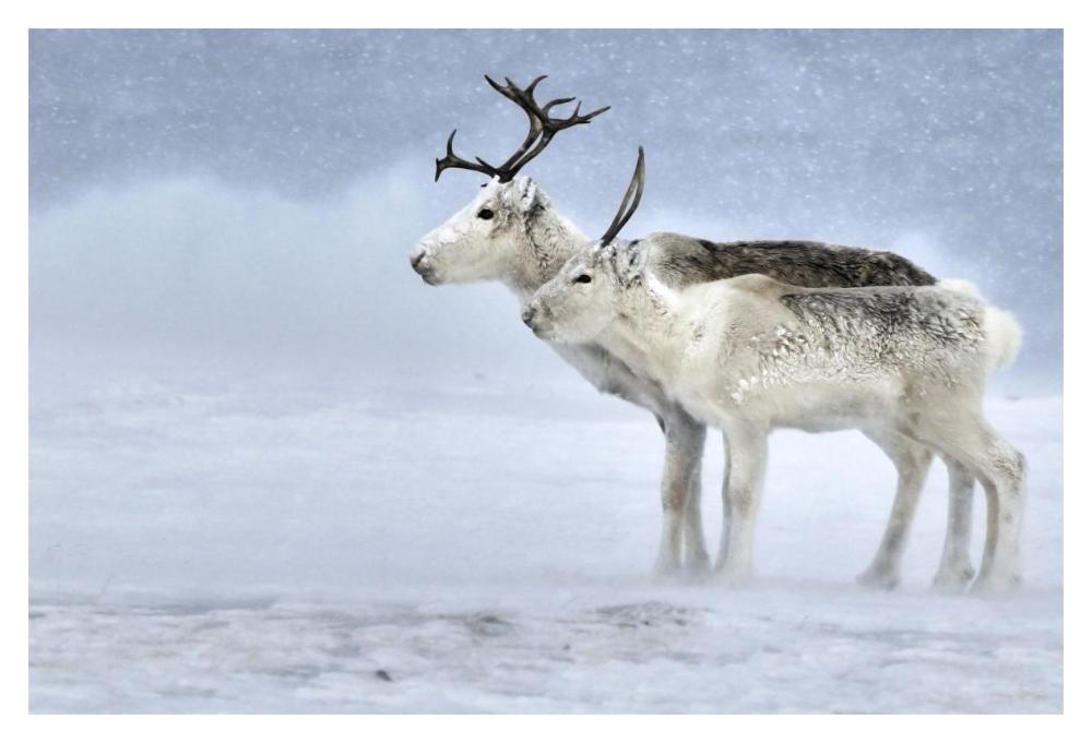 Two Reindeer, Male And Female During A Blizzard, Kiberg Varanger Finnmark,Norway-Paper Art-20X14