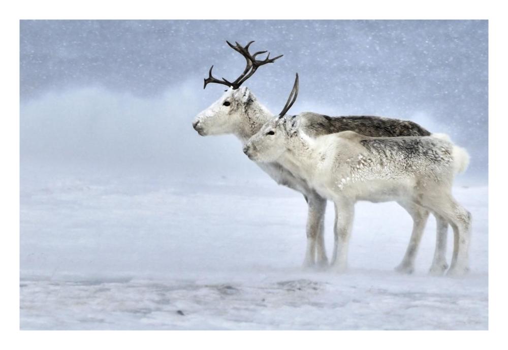 Two Reindeer, Male And Female During A Blizzard, Kiberg Varanger Finnmark,Norway-Paper Art-26X18