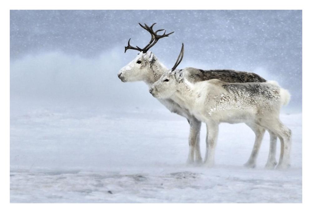 Two Reindeer, Male And Female During A Blizzard, Kiberg Varanger Finnmark,Norway-Paper Art-32X22