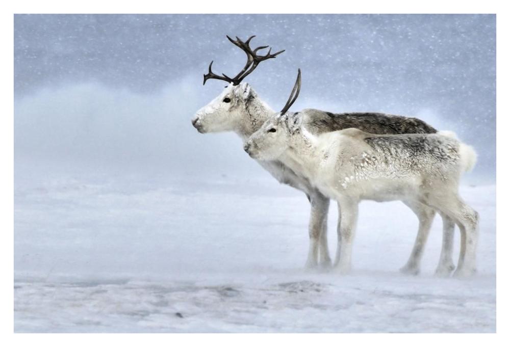 Two Reindeer, Male And Female During A Blizzard, Kiberg Varanger Finnmark,Norway-Paper Art-38X26