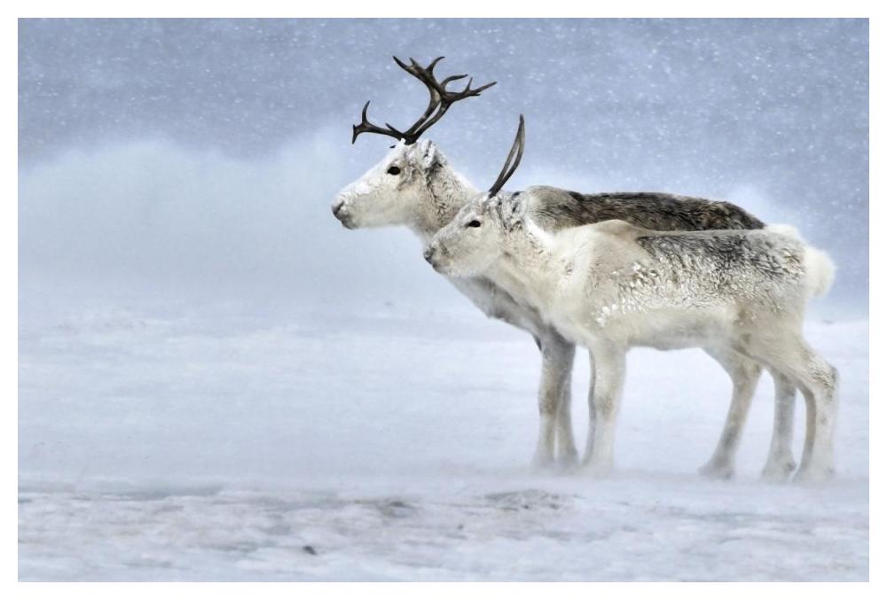 Two Reindeer, Male And Female During A Blizzard, Kiberg Varanger Finnmark,Norway-Paper Art-50X34