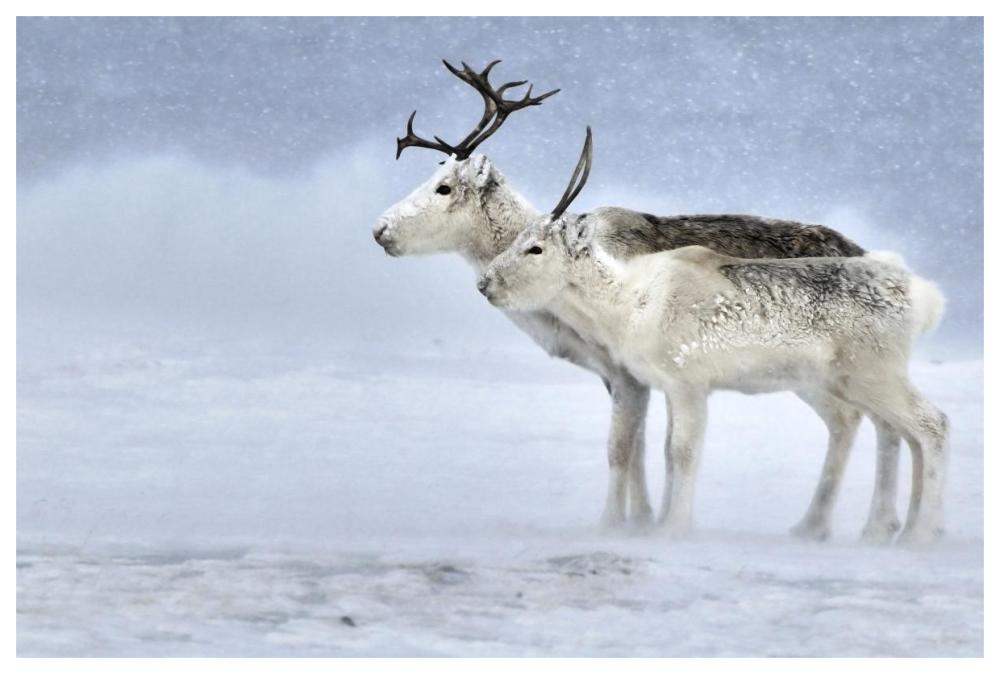 Two Reindeer, Male And Female During A Blizzard, Kiberg Varanger Finnmark,Norway-Paper Art-62X42