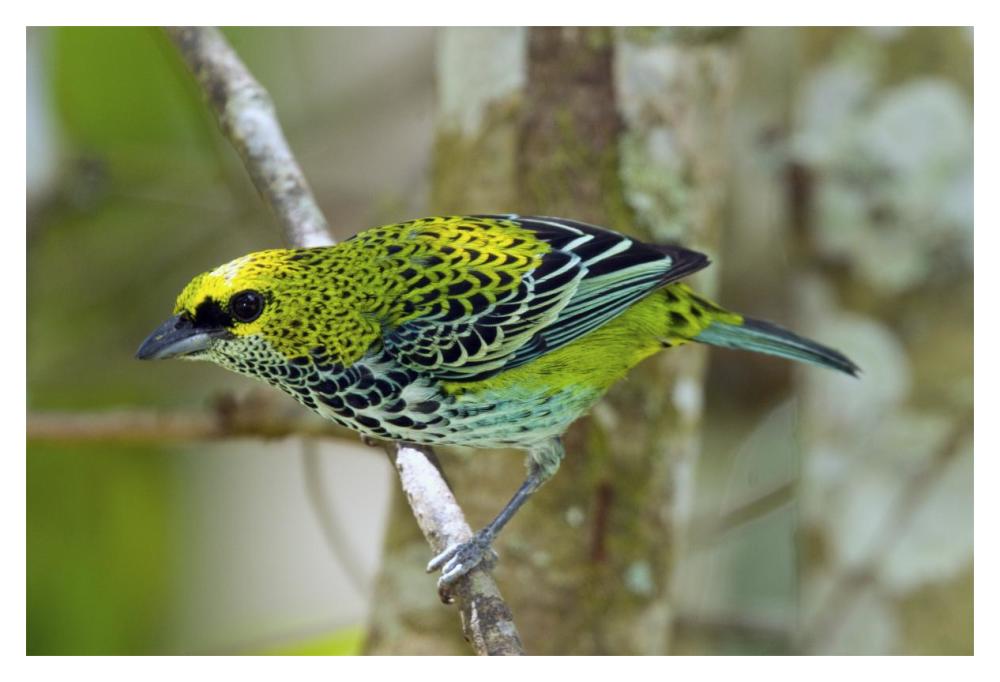 Speckled Tanager, Costa Rica-Paper Art-20X14