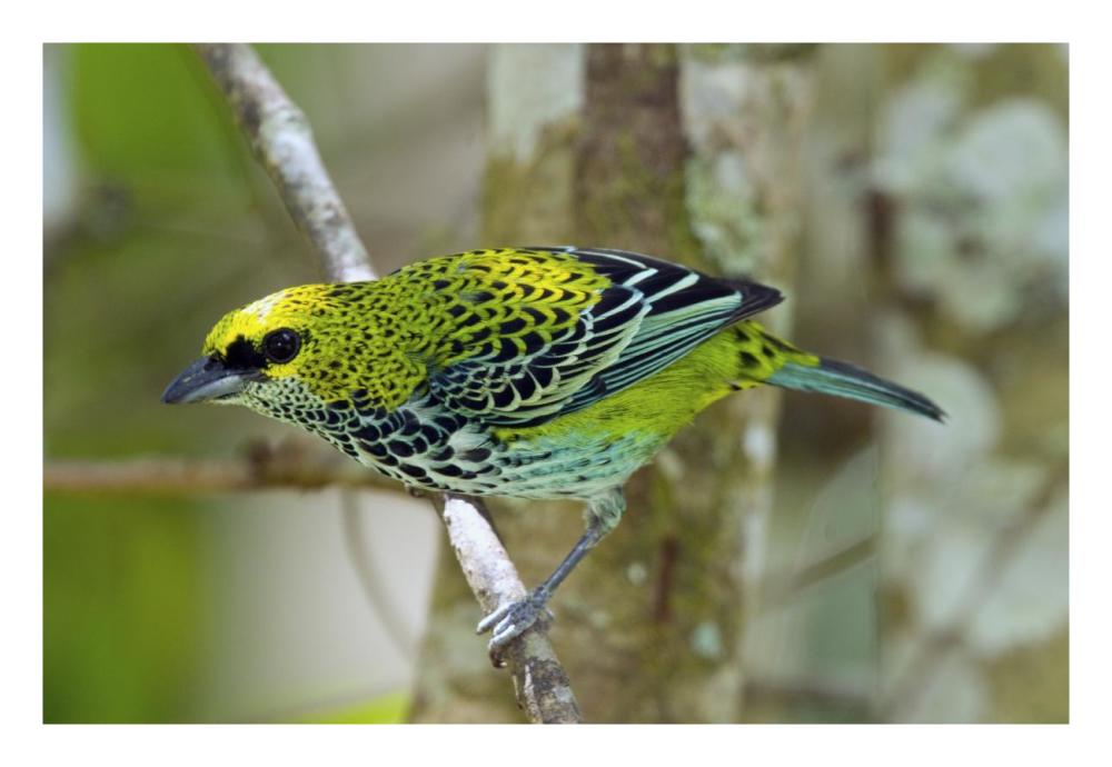 Speckled Tanager, Costa Rica-Paper Art-26X18