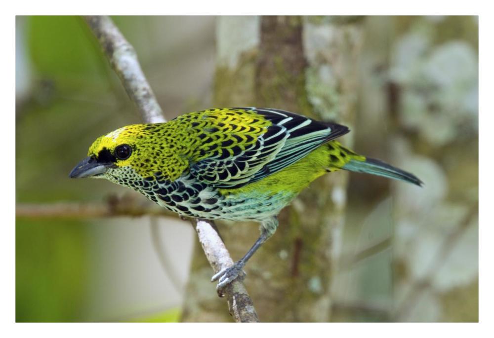 Speckled Tanager, Costa Rica-Paper Art-32X22