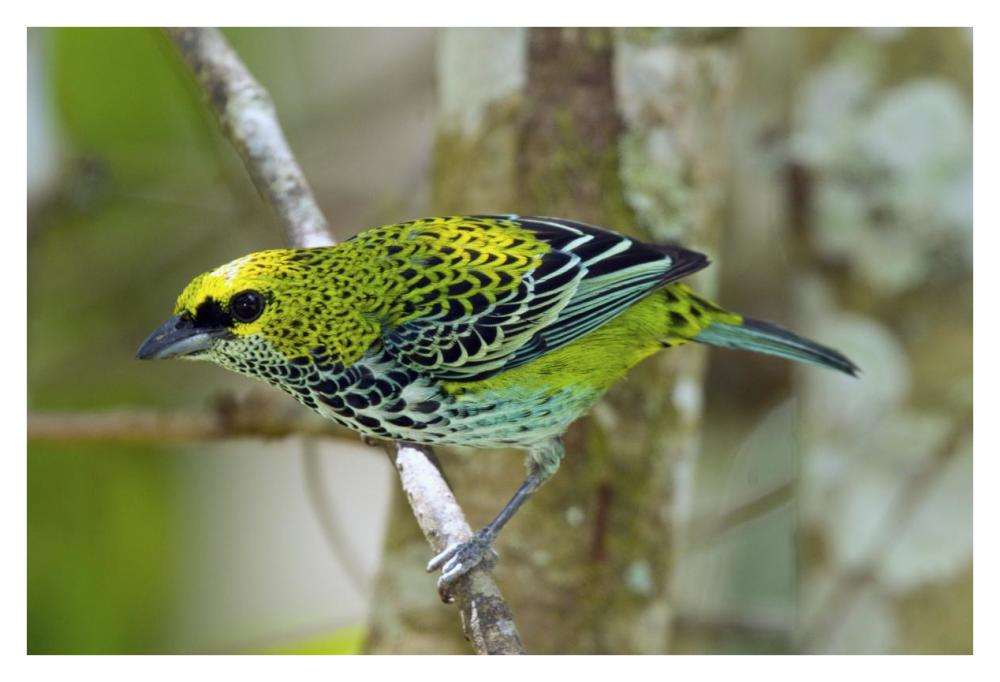 Speckled Tanager, Costa Rica-Paper Art-38X26