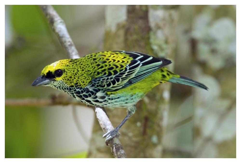Speckled Tanager, Costa Rica-Paper Art-50X34