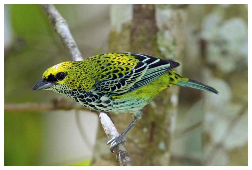 Speckled Tanager, Costa Rica-Paper Art-62X42