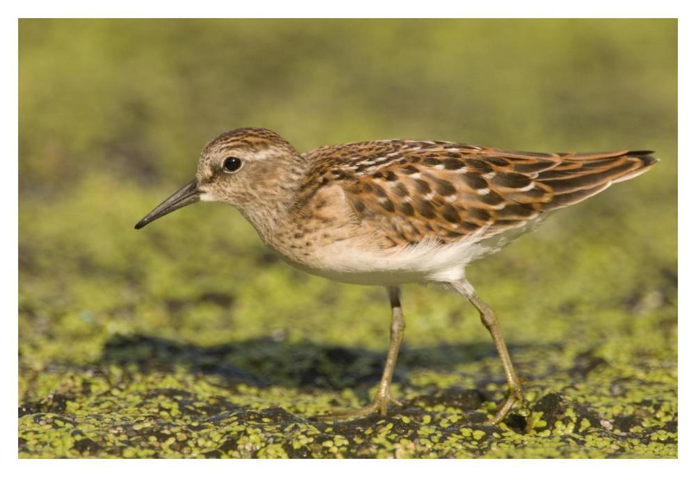 Pectoral Sandpiper, Michigan-Paper Art-20X14