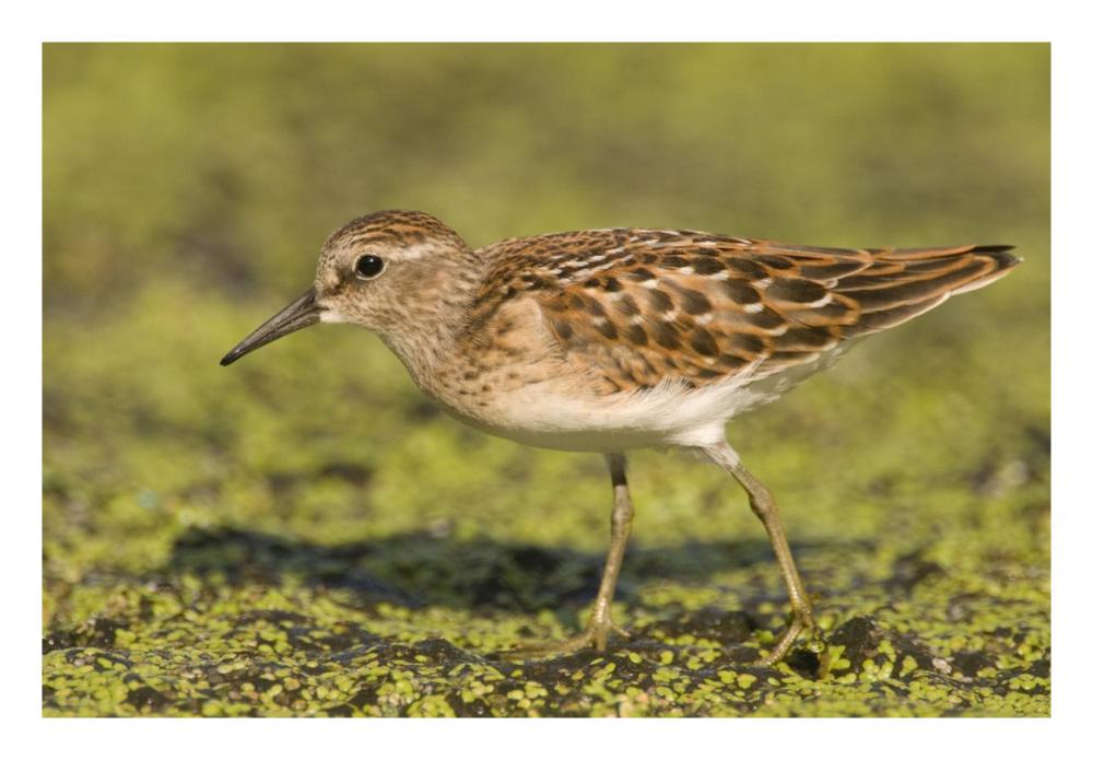 Pectoral Sandpiper, Michigan-Paper Art-26X18