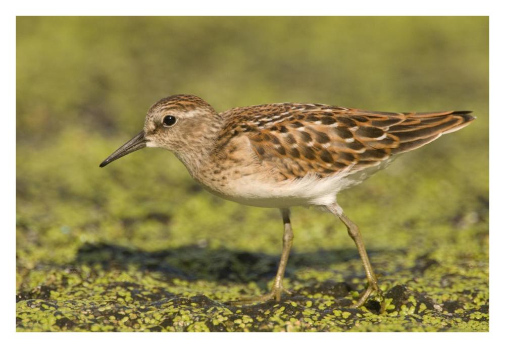 Pectoral Sandpiper, Michigan-Paper Art-32X22