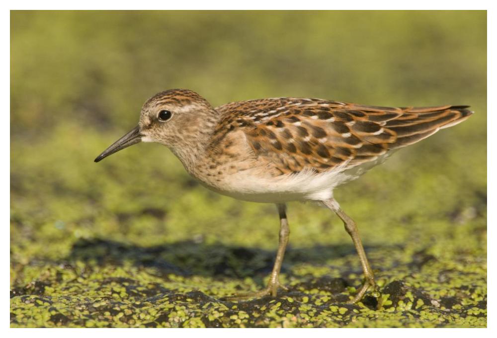 Pectoral Sandpiper, Michigan-Paper Art-50X34