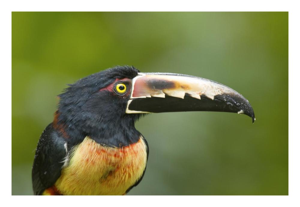 Collared Aracari, Costa Rica-Paper Art-26X18