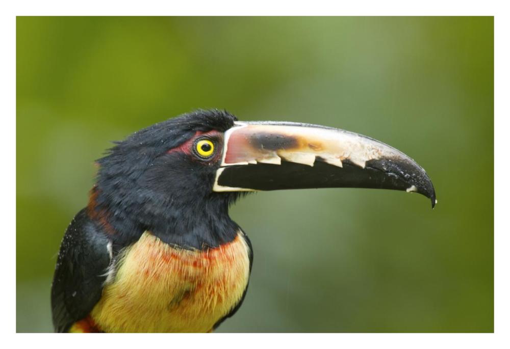 Collared Aracari, Costa Rica-Paper Art-32X22
