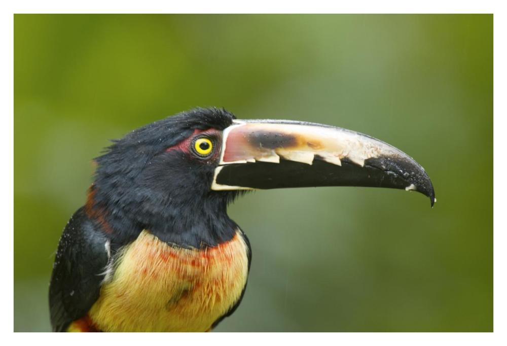 Collared Aracari, Costa Rica-Paper Art-38X26