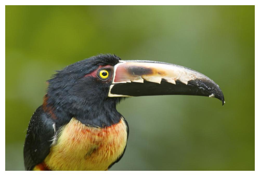 Collared Aracari, Costa Rica-Paper Art-50X34