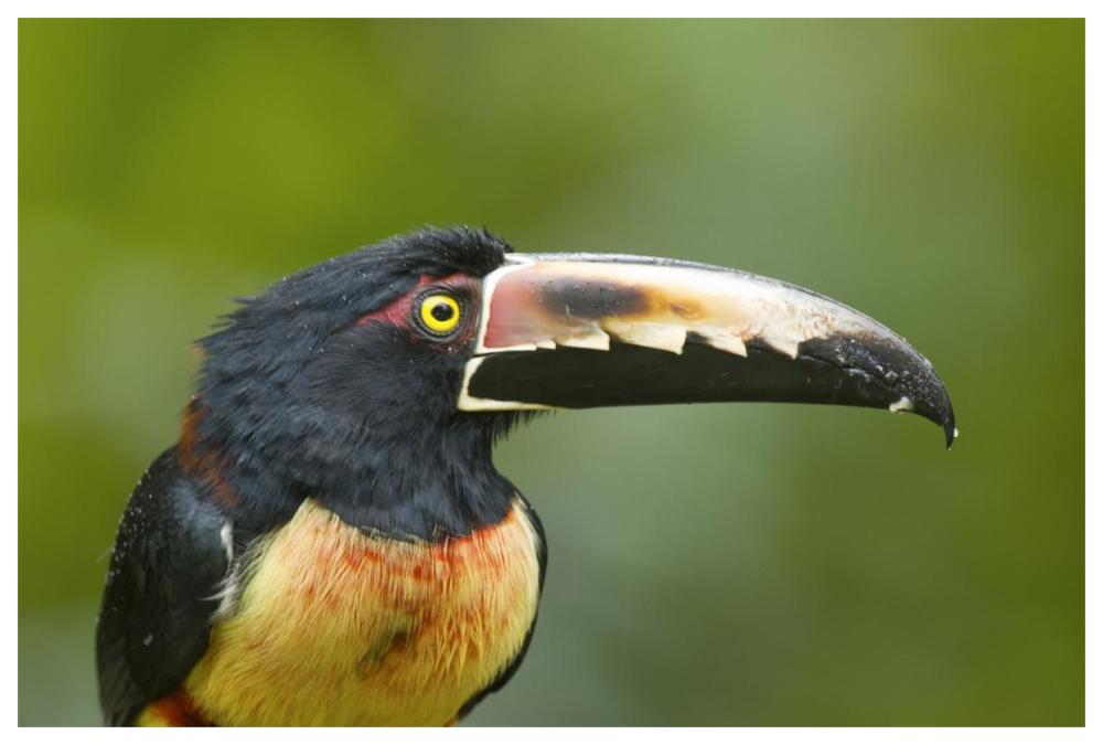 Collared Aracari, Costa Rica-Paper Art-62X42