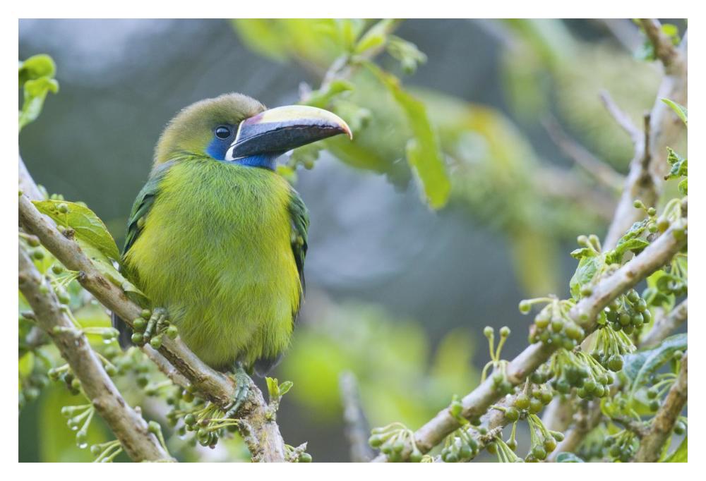 Emerald Toucanet, Costa Rica-Paper Art-20X14