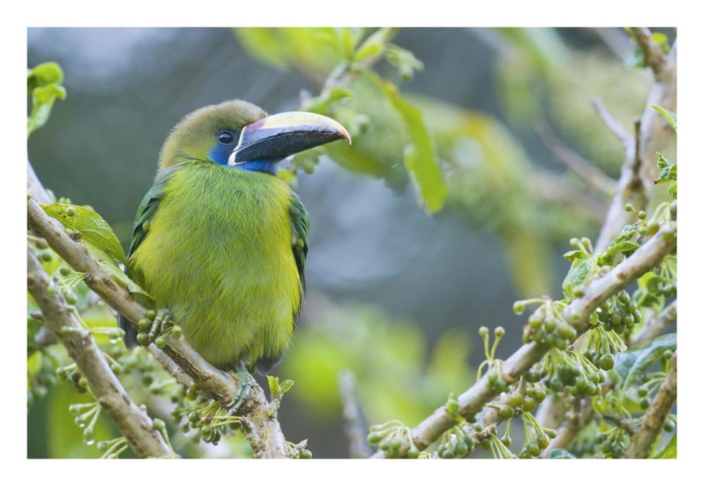 Emerald Toucanet, Costa Rica-Paper Art-26X18