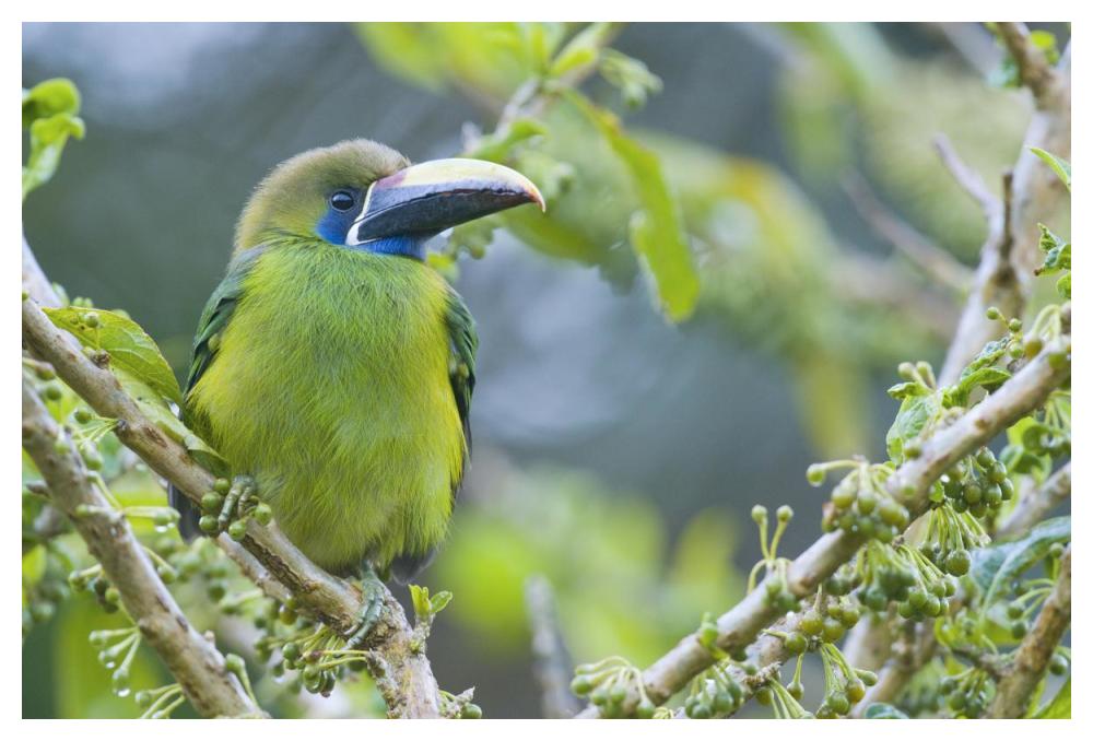 Emerald Toucanet, Costa Rica-Paper Art-50X34