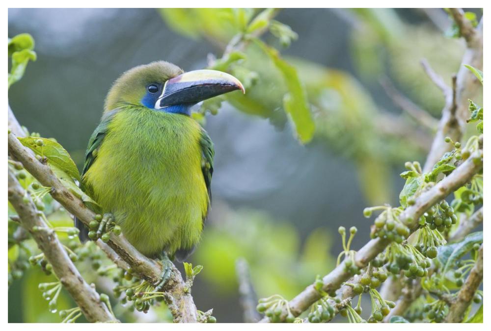 Emerald Toucanet, Costa Rica-Paper Art-62X42