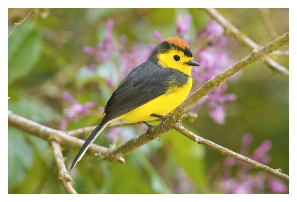 Collared Redstart, Costa Rica-Paper Art-38X26