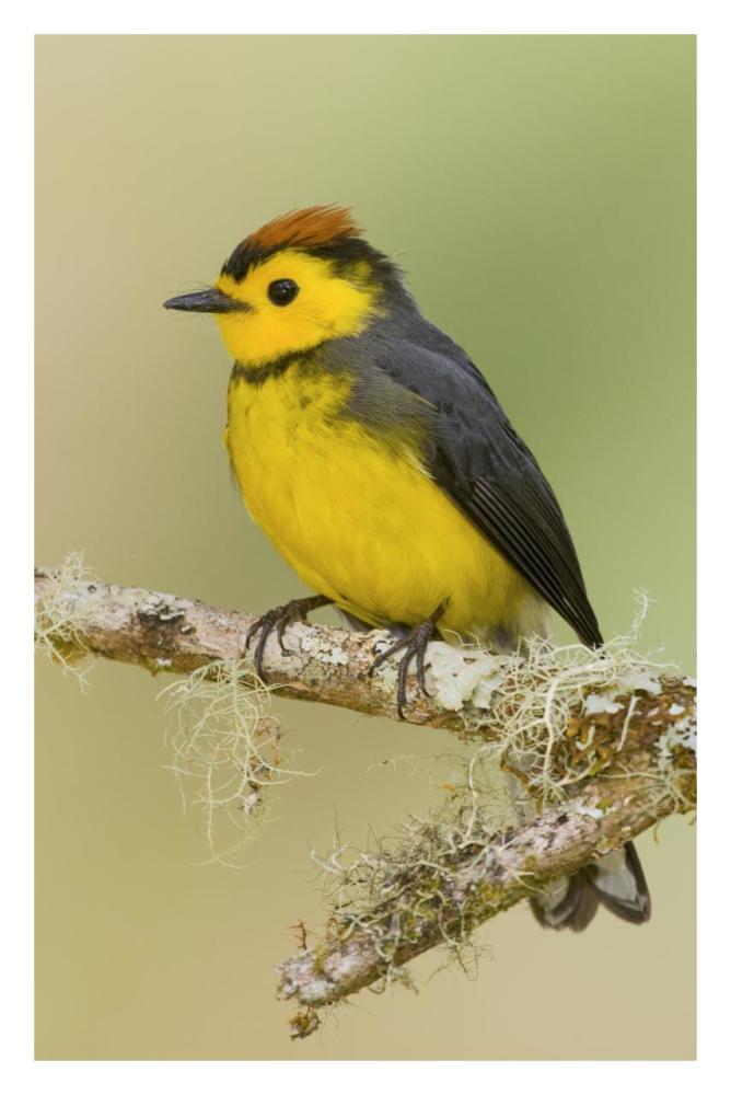 Collared Redstart, Costa Rica-Paper Art-22X32