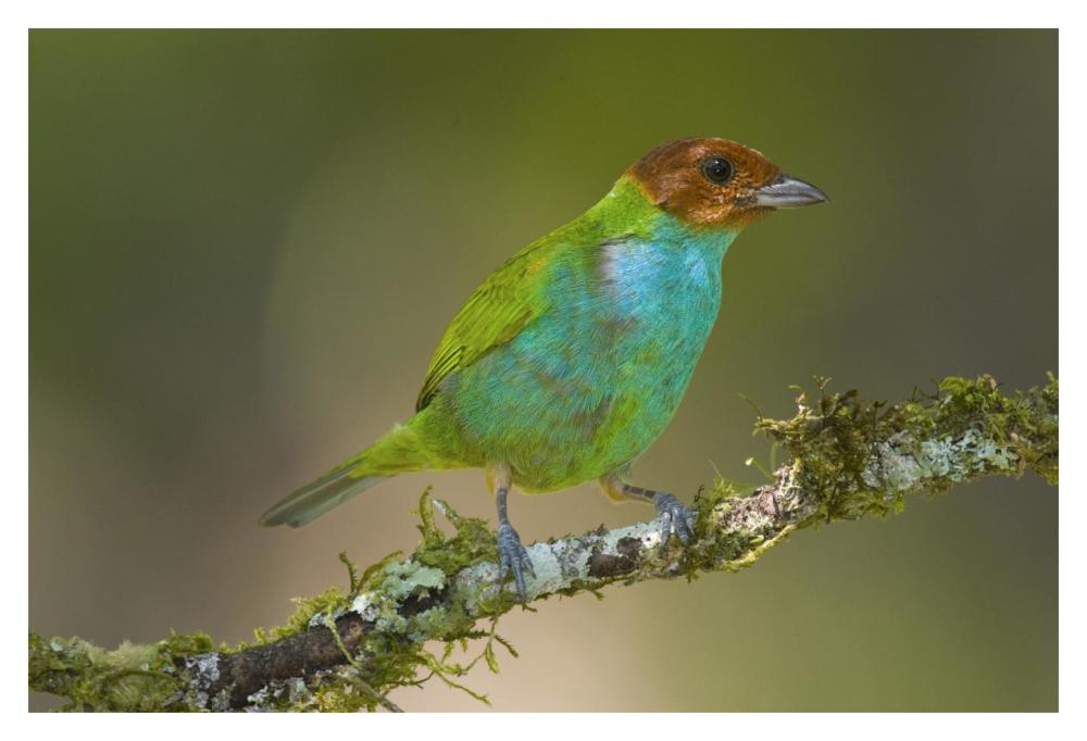 Bay-Headed Tanager, Costa Rica-Paper Art-20X14