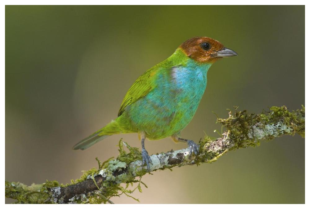 Bay-Headed Tanager, Costa Rica-Paper Art-62X42