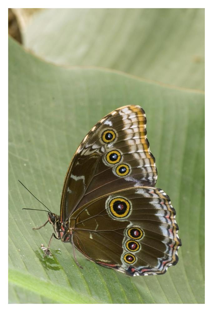Blue Morpho Butterfly, Ecuador-Paper Art-14X20