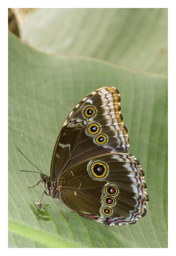 Blue Morpho Butterfly, Ecuador-Paper Art-22X32