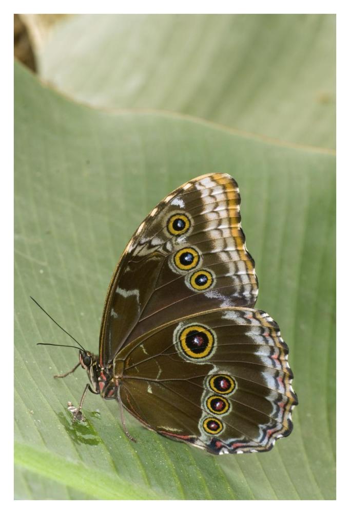 Blue Morpho Butterfly, Ecuador-Paper Art-26X38