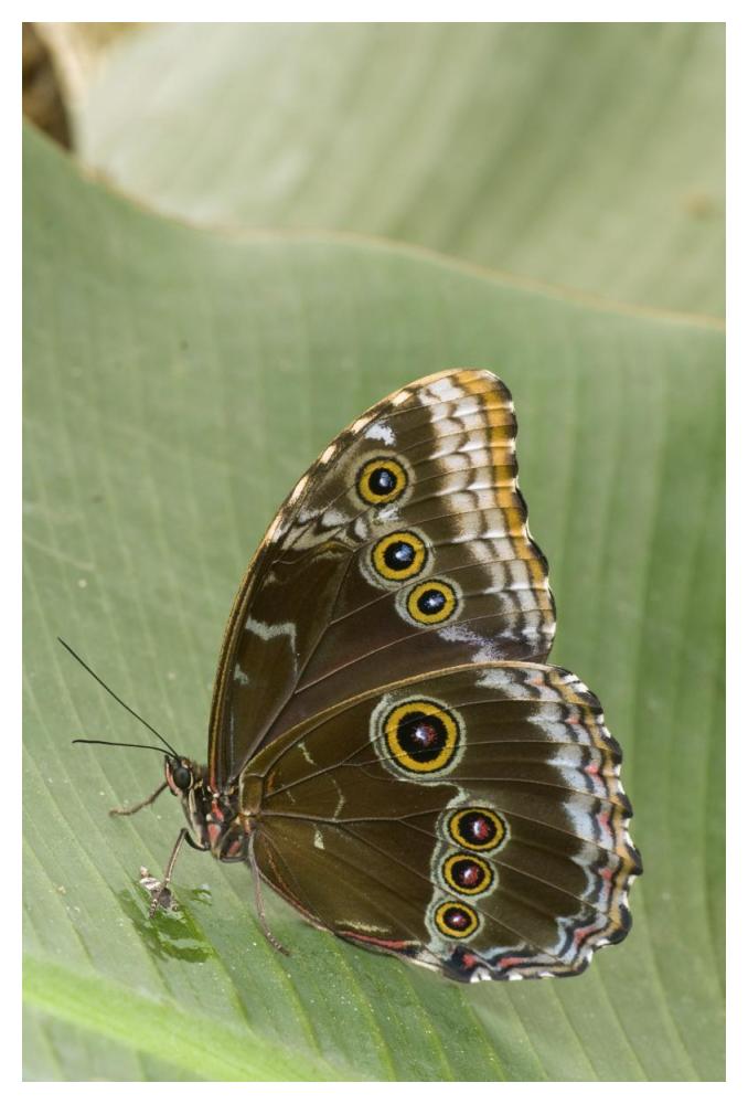 Blue Morpho Butterfly, Ecuador-Paper Art-34X50