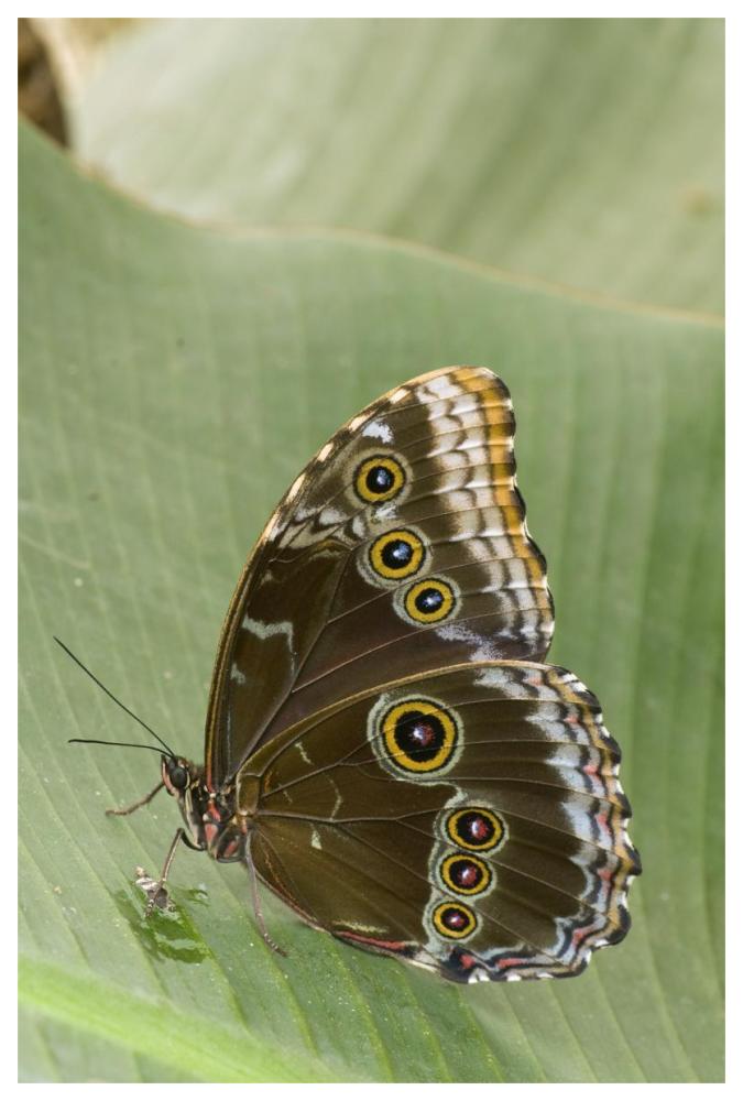 Blue Morpho Butterfly, Ecuador-Paper Art-42X62