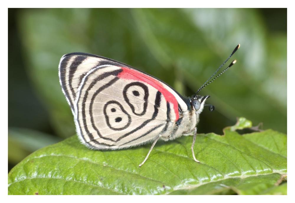 Eighty-Nine Butterfly, Ecuador-Paper Art-38X26