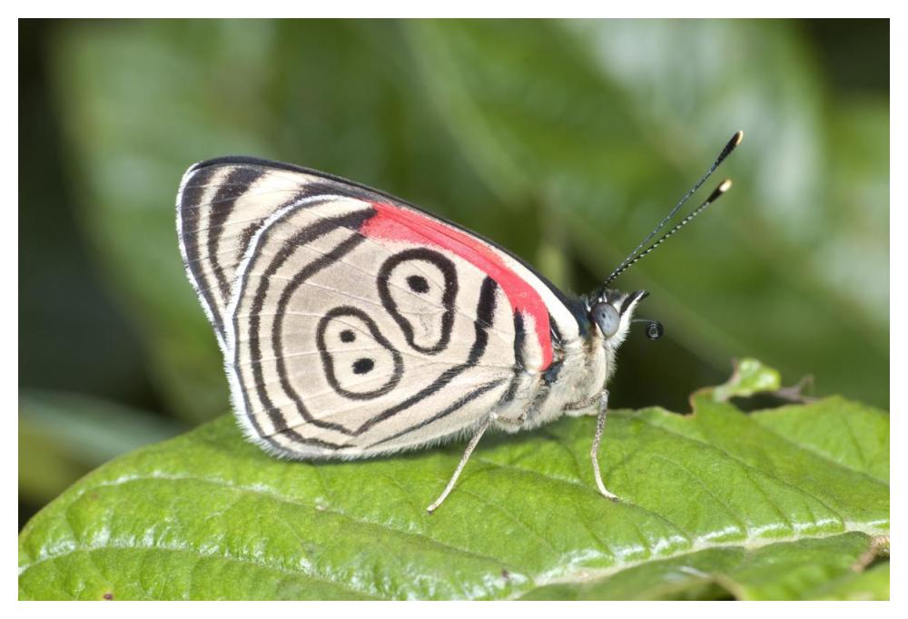 Eighty-Nine Butterfly, Ecuador-Paper Art-50X34