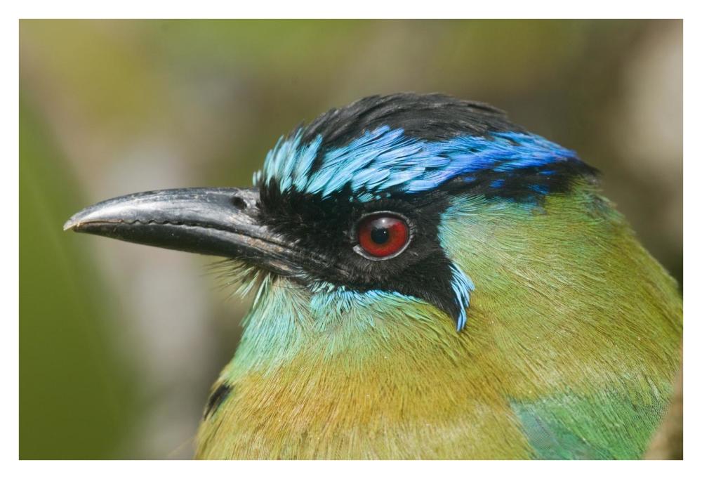 Blue-Crowned Motmot, Costa Rica-Paper Art-38X26